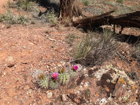 Cactus Rose